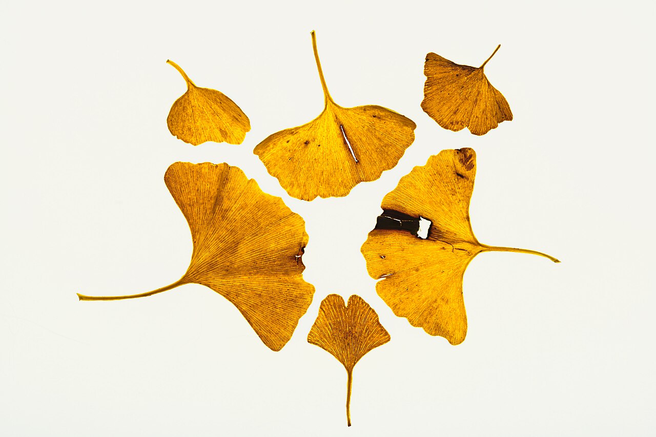 Ginkgo biloba leaves
